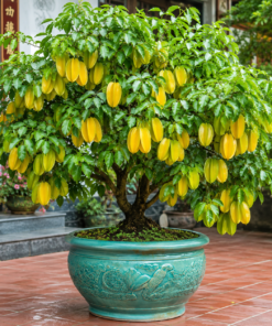 cây khế