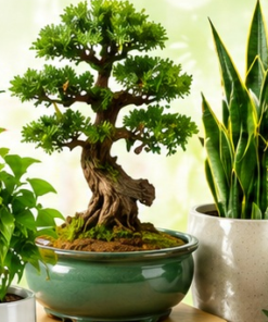 Nghệ thuật phong thủy