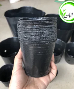 Bầu ươm cây